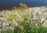 Galium verum. Цветущие растения. Якутия, Мирнинский р-н, окр. пос. Светлый, берег р. М. Ботуобуя. 12.07.2009.