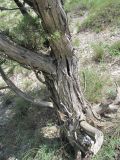 Juniperus polycarpos. Нижняя часть взрослого дерева. Дагестан, г. о. Махачкала, окр. с. Талги, склон горы. 15.05.2018.