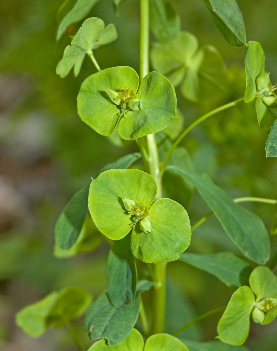 Изображение особи Euphorbia borodinii.