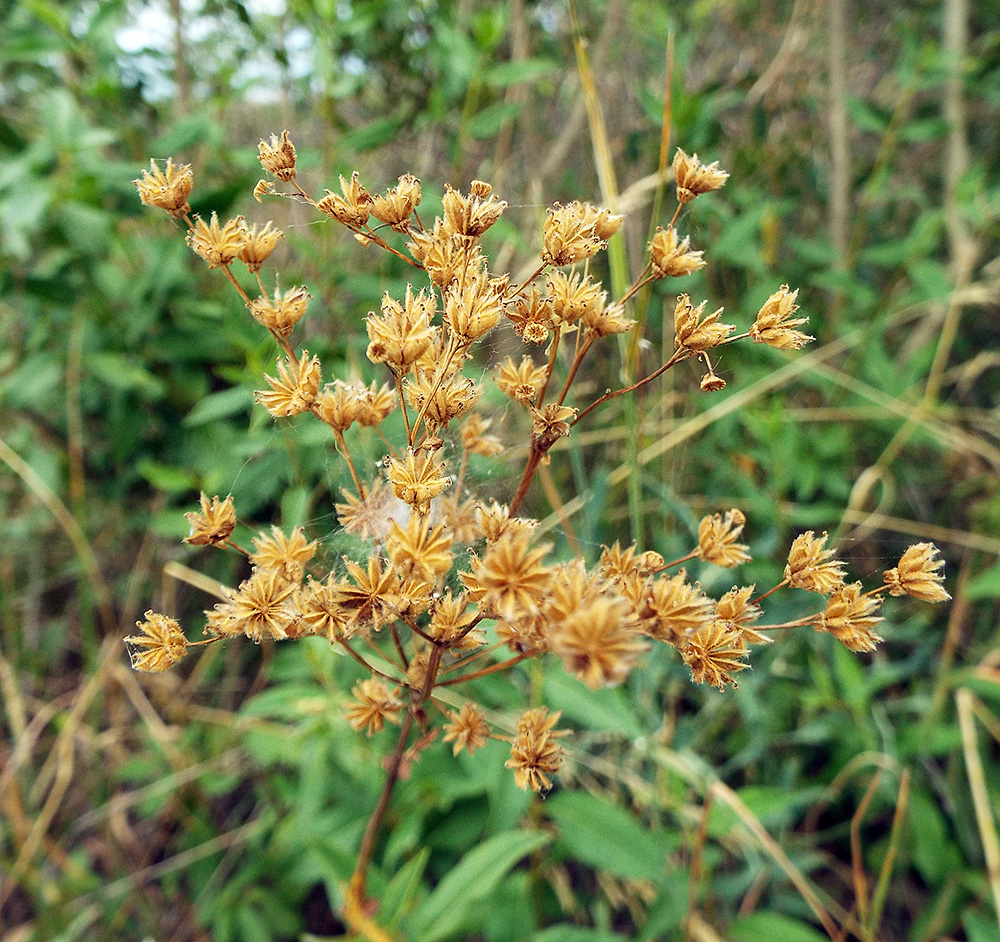 Image of Filipendula vulgaris specimen.