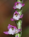 Spiranthes australis. Часть соцветия. Приморский край, Кавалеровский р-н, на правом берегу р. Зеркальная вблизи устья, в дубовом лесу на приморской террасе. 09.08.2018.