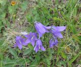 Campanula collina. Верхушки побегов с цветками. Грузия, Казбегский муниципалитет, верхняя часть долины Чаухицхали, ≈ 2900 м н.у.м, луг. 01.08.2018.