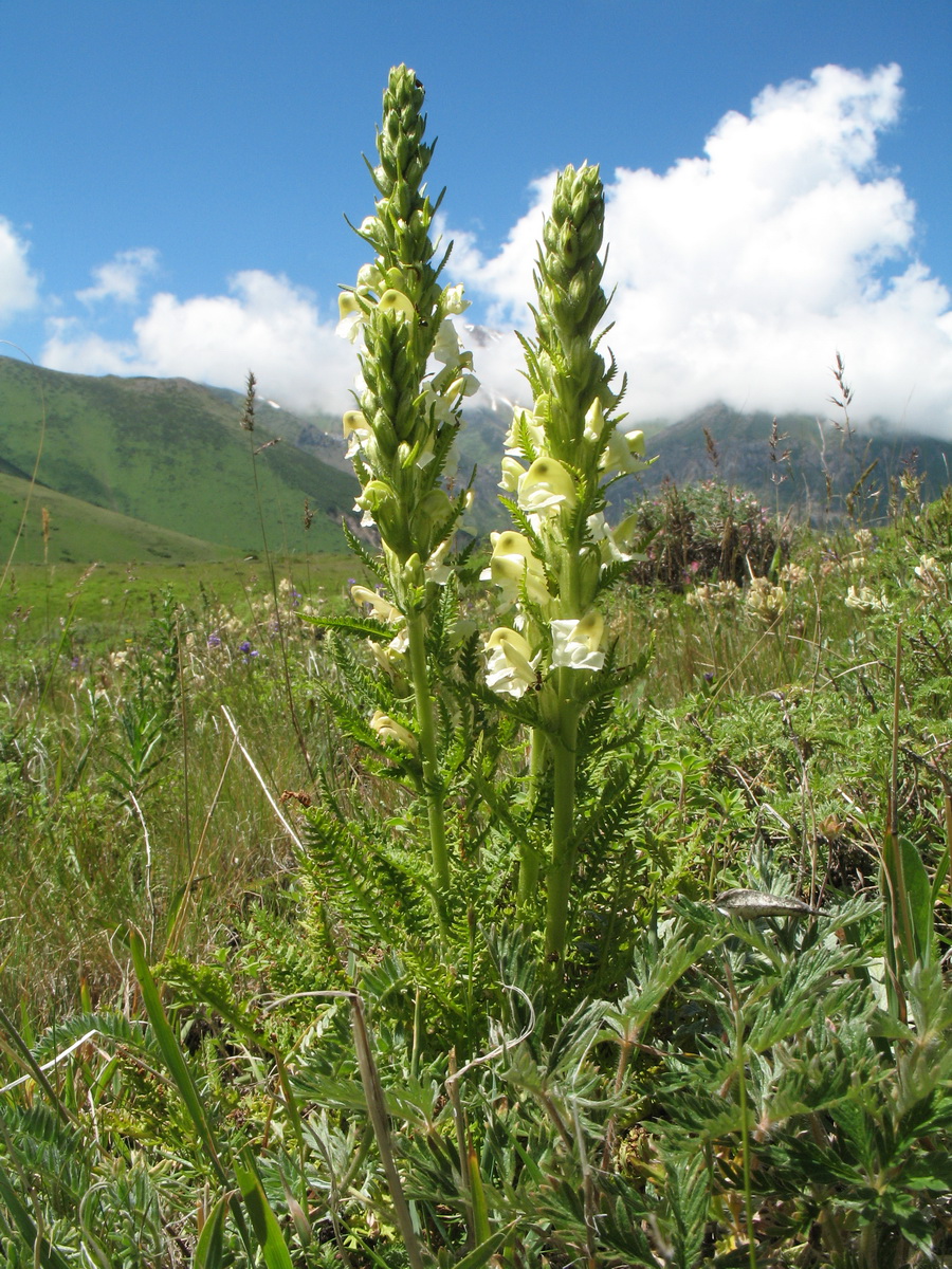 Изображение особи Pedicularis dolichorrhiza.