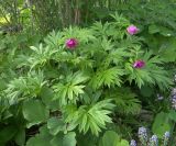 Paeonia anomala подвид veitchii