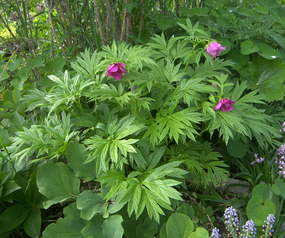 Изображение особи Paeonia anomala ssp. veitchii.