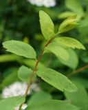 Spiraea media