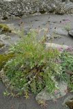 Sanguisorba officinalis