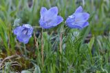 Campanula biebersteiniana. Цветущие растения. Республика Адыгея, Майкопский р-н, окр. с. Новопрохладное (Сахрай), хр. Передовой, сев. склон горы Большой Тхач, вост. граница ур. Княжеская поляна, ≈ 1730 м н.у.м., субальпийский луг. 25.05.2019.