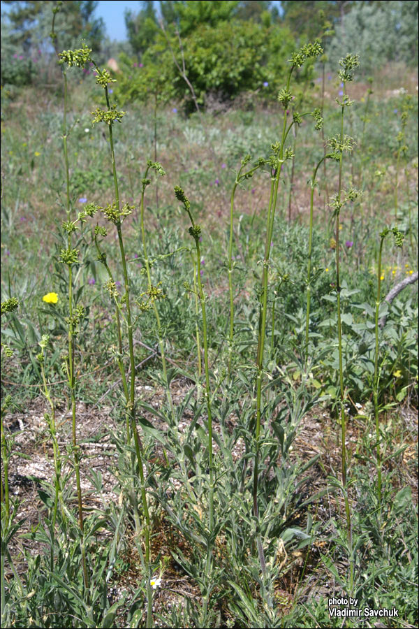 Image of Silene densiflora specimen.