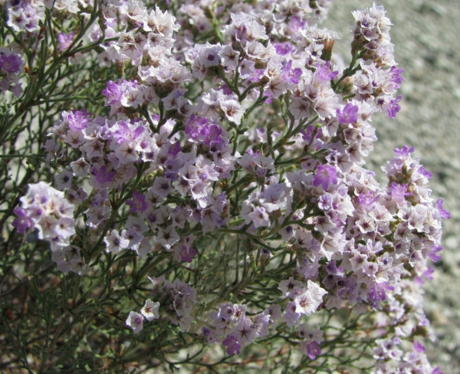 Изображение особи Limonium macrorhizon.