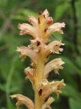 Orobanche lutea. Верхушка соцветия. Крым, Симферопольский р-н, окр. с. Перевальное, ур. Аян, луг среди кустарников (предположительно паразитирует на Medicago falcata). 18 июня 2020 г.