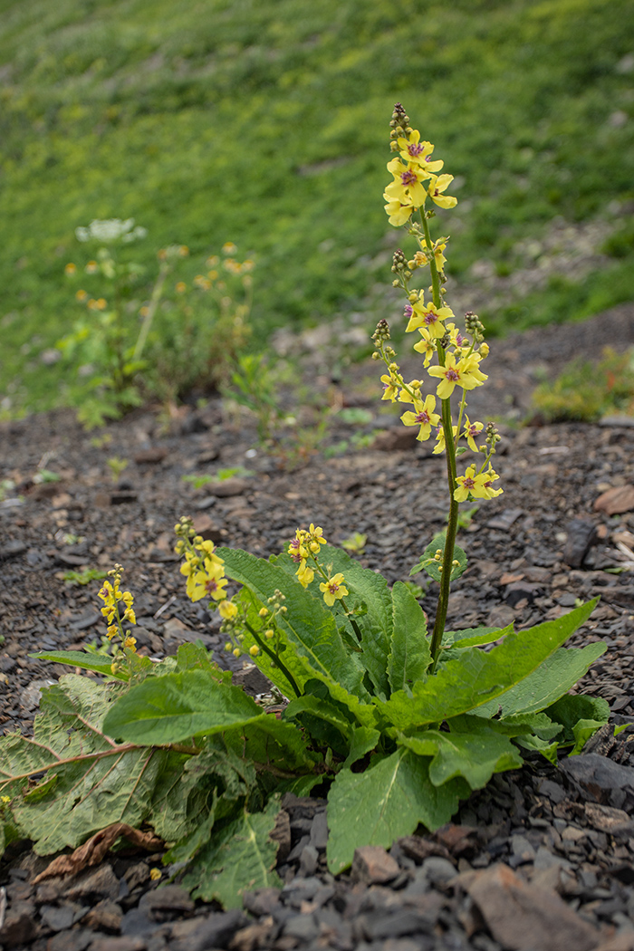 Изображение особи Verbascum pyramidatum.