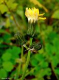 Sonchus arvensis подвид uliginosus. Нераскрывшаяся и отцветшие корзинки. Чувашия, г. Шумерля. 26 октября 2008 г.