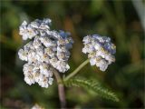 Achillea apiculata. Соцветия. Мурманская обл., п-в Рыбачий, побережье Большой Волоковой губы севернее м. Коровий, разнотравный приморский луг. 28.07.2020.