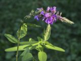 Desmodium canadense