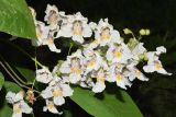 Catalpa bignonioides. Соцветие. Узбекистан, Сурхандарьинская обл., Джаркурганский р-н, искусственная роща вокруг базы Актепинского охотничьего хозяйства, в культуре. 06.05.2022.