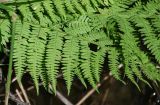 Athyrium filix-femina