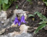 Campanula collina