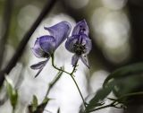 Aconitum sczukinii