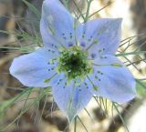 Nigella elata