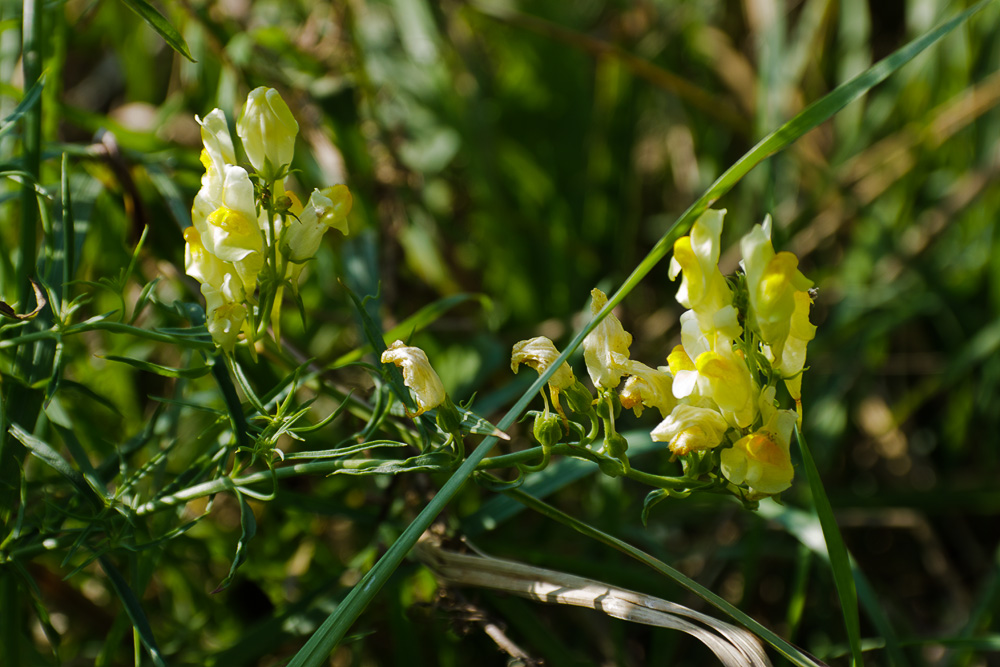 Изображение особи Linaria ruthenica.