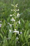 Platanthera chlorantha