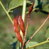 Glycyrrhiza glabra