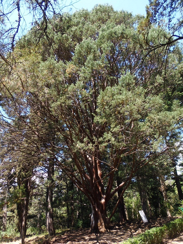 Image of Cupressus guadalupensis specimen.