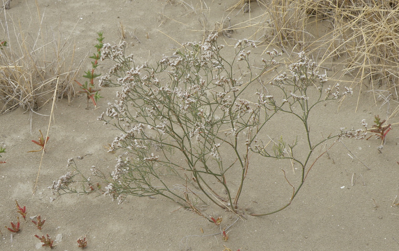 Изображение особи Limonium caspium.