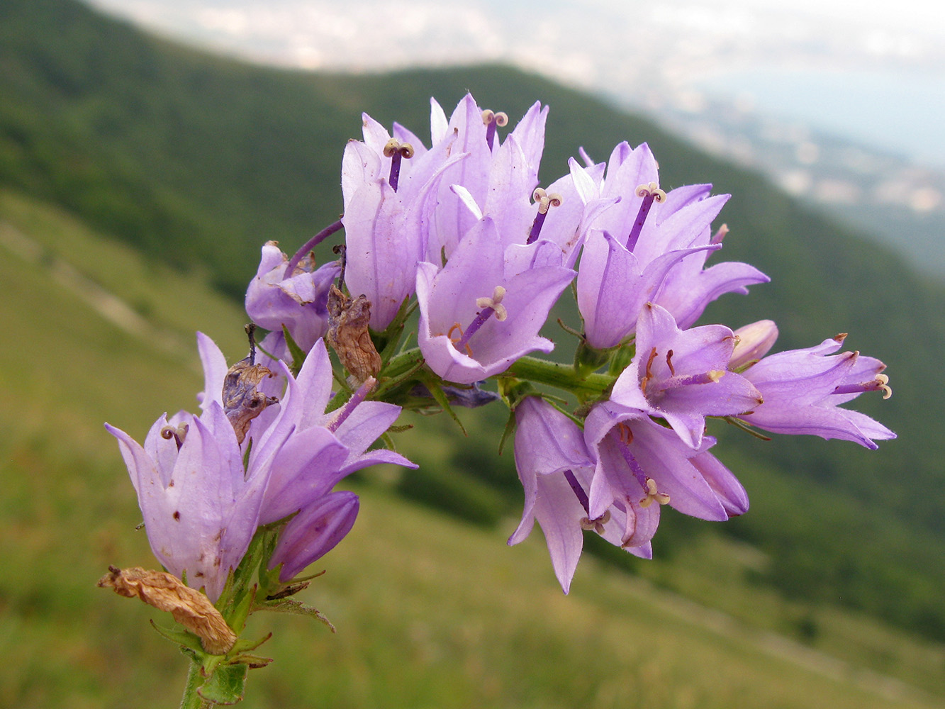 Изображение особи Campanula bononiensis.