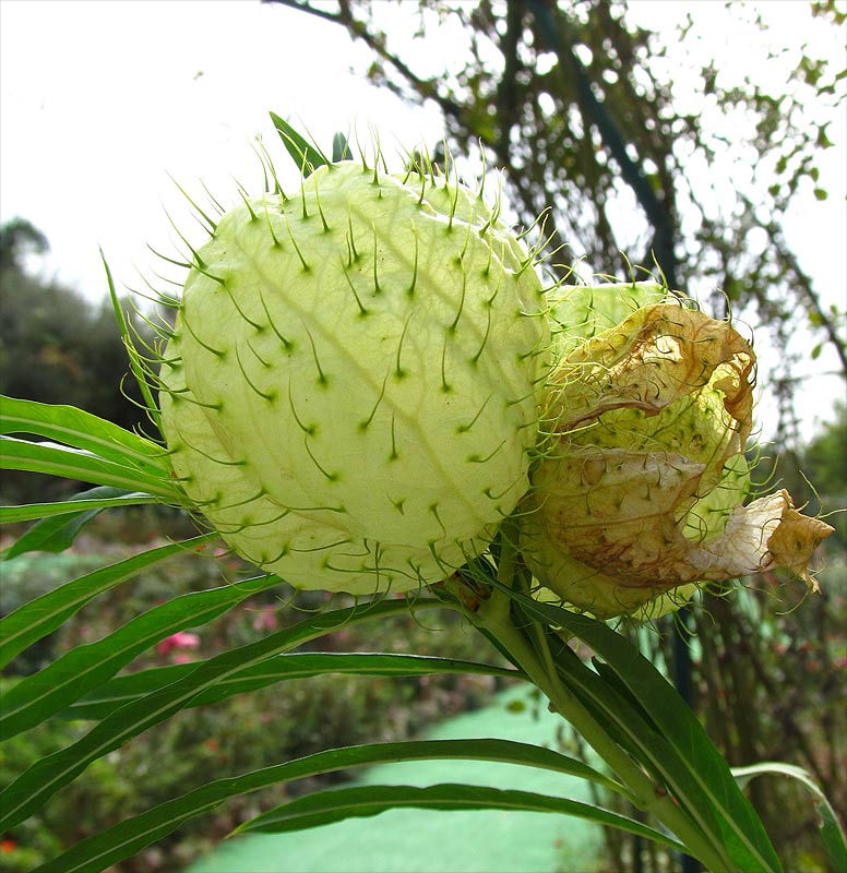 Изображение особи Gomphocarpus physocarpus.