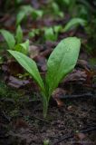 Allium ursinum. Вегетирующее растение в смешанном лесу. Москва, НАО, Валуевский лесопарк. 16.04.2014.