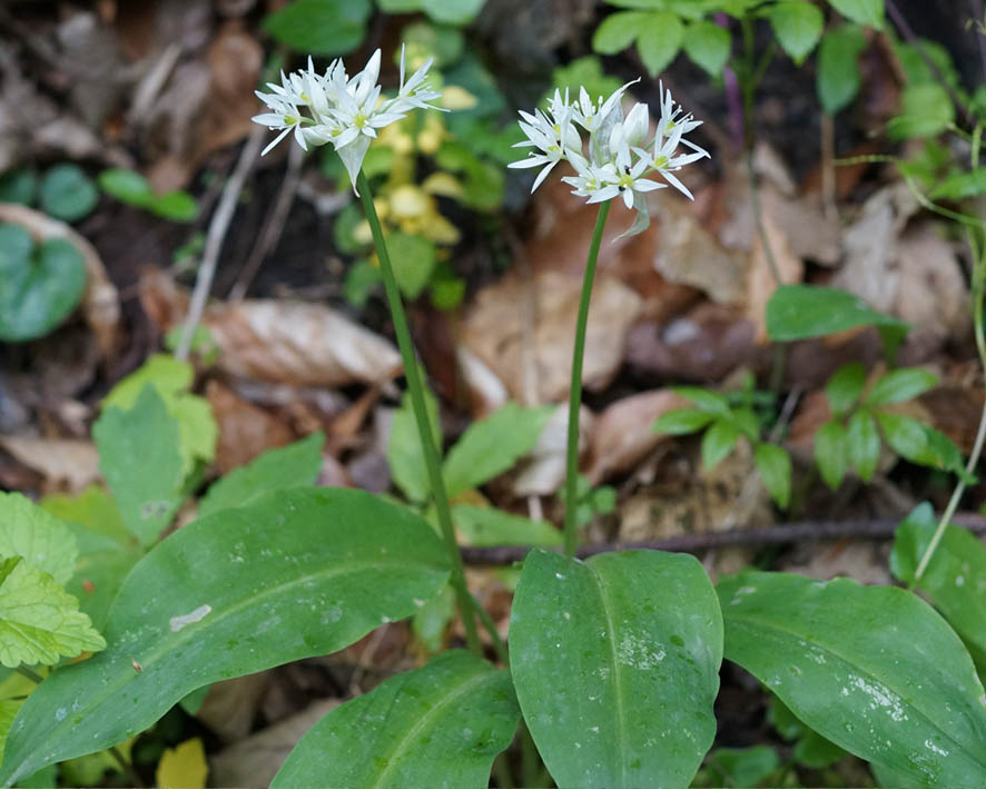 Изображение особи Allium ursinum.