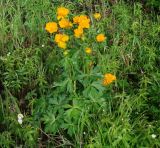 Trollius asiaticus