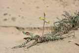 Astragalus farctus