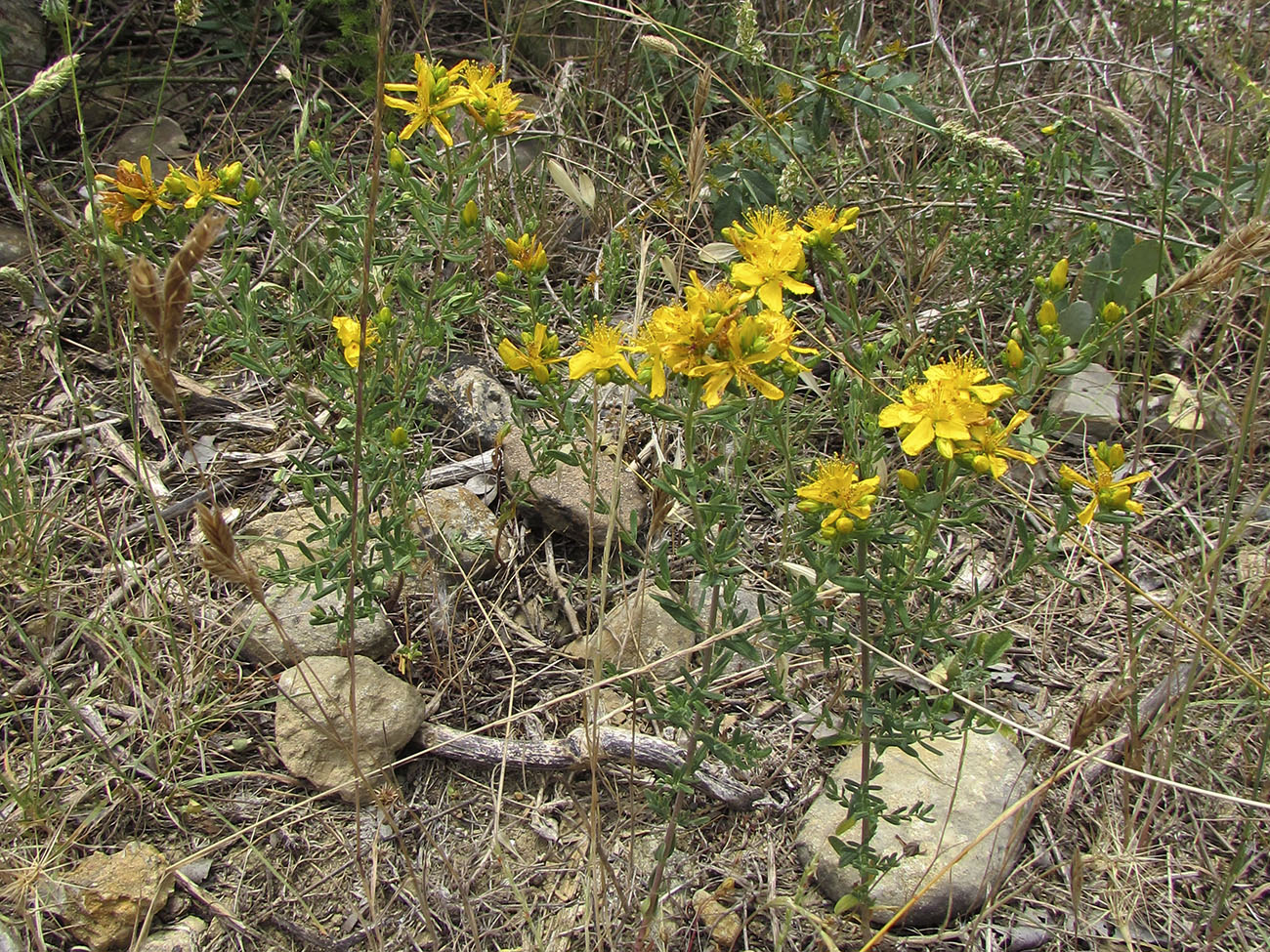 Изображение особи Hypericum veronense.