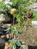 Trifolium rytidosemium