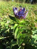 Gentiana fischeri