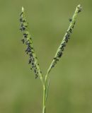 Paspalum paspalodes