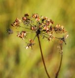 Thyselium palustre