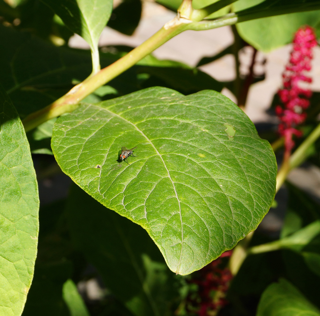 Изображение особи Phytolacca acinosa.