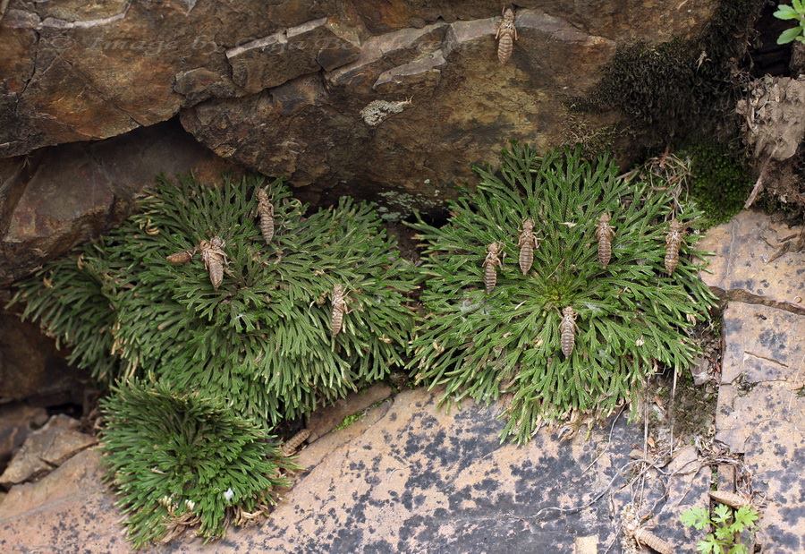 Image of Selaginella tamariscina specimen.