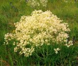 Crambe tataria