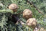 Cupressus sempervirens