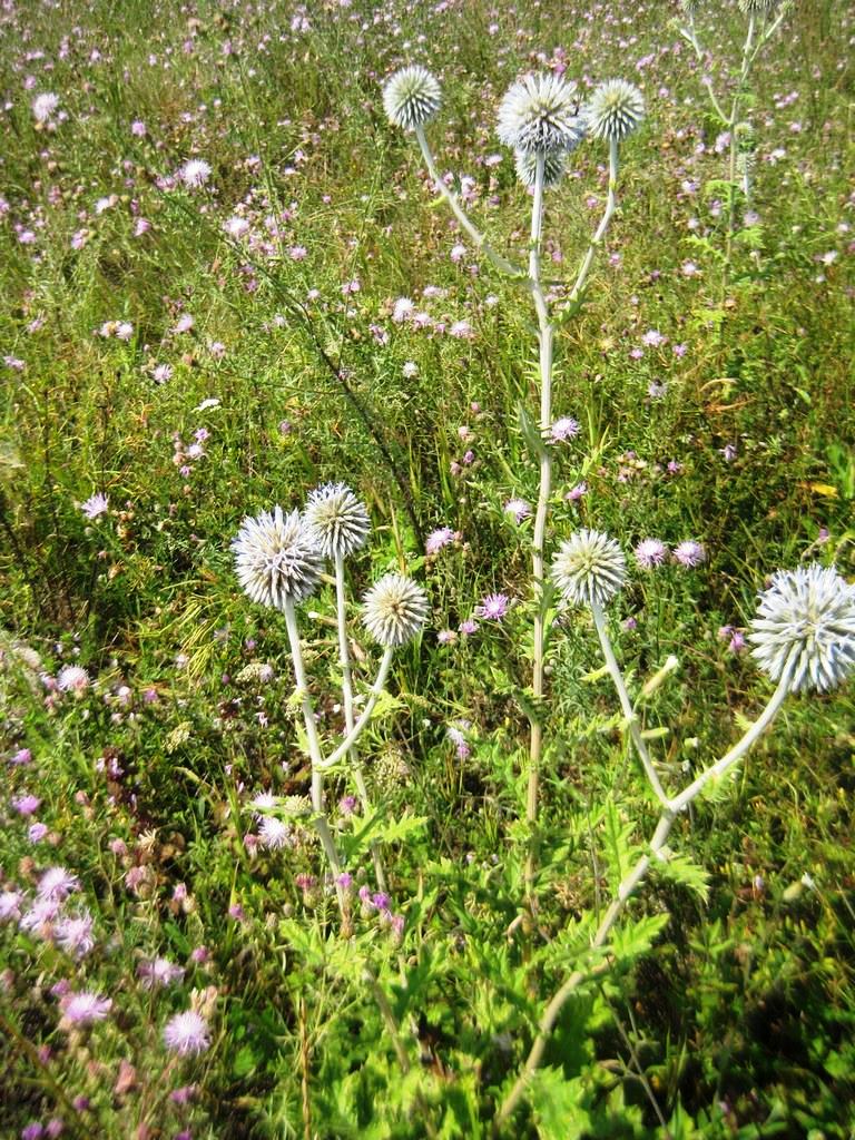 Изображение особи Echinops sphaerocephalus.