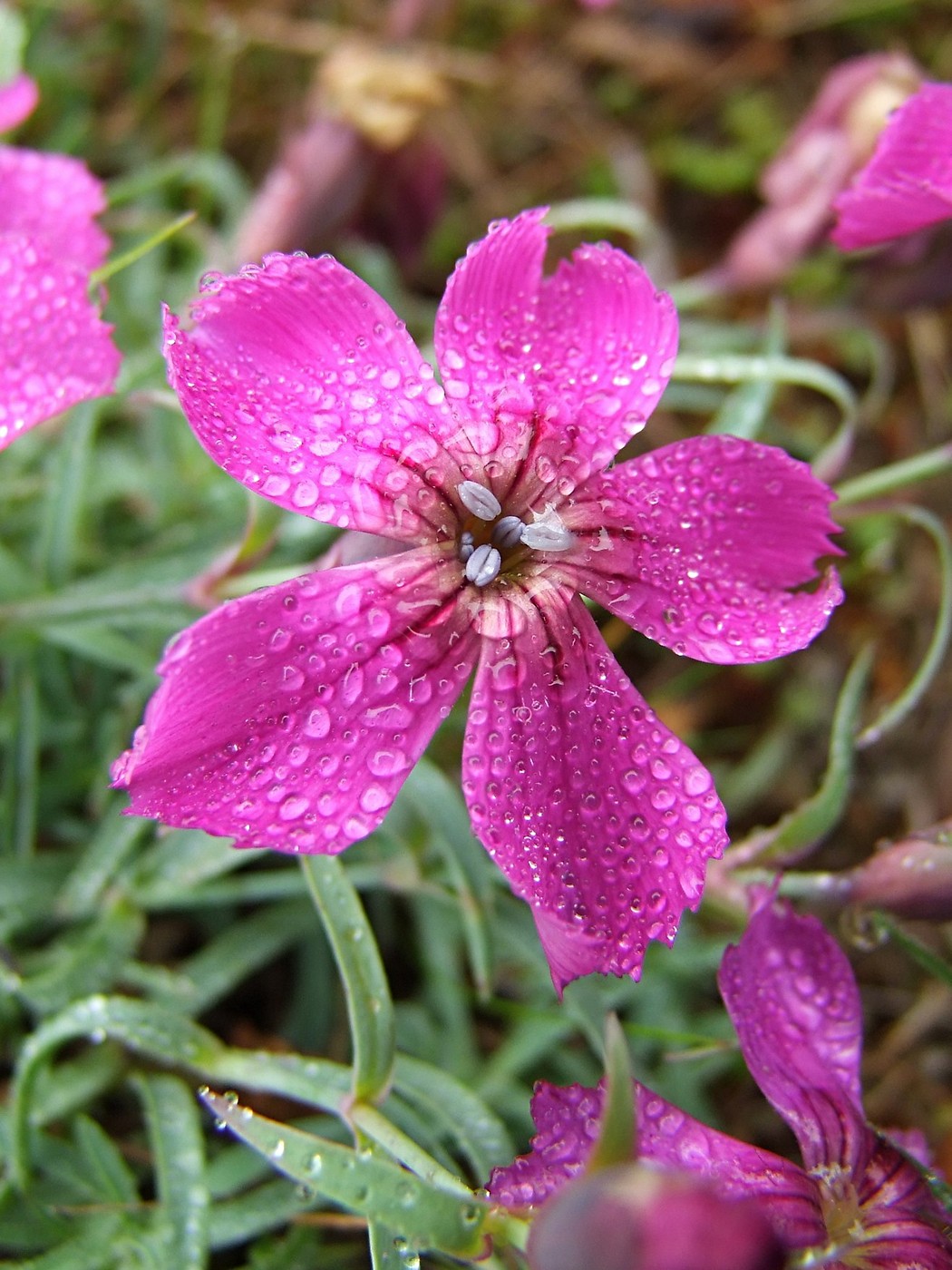 Изображение особи Dianthus repens.