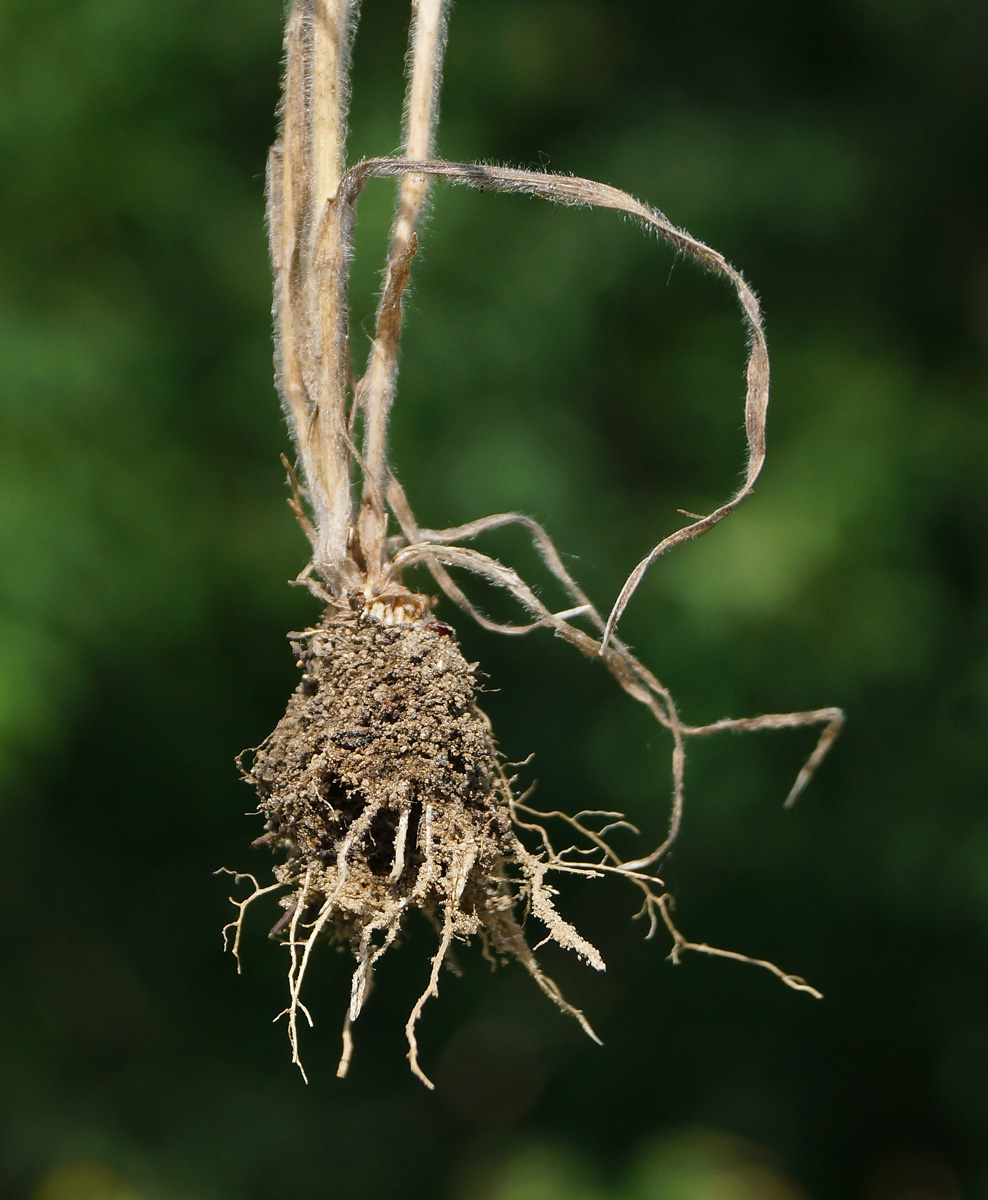 Изображение особи род Bromus.