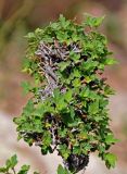 Ribes pulchellum. Верхушка ветви. Монголия, аймак Туве, окр. г. Эрдэнэсант, ≈ 1400 м н.у.м., расщелина в скале. 01.06.2017.