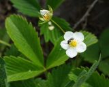 Fragaria viridis. Цветок с кормящимся насекомым и завязавшийся плод. Восточный Казахстан, г. Усть-Каменогорск, Архитектурно-ландшафтный музей-заповедник, в культуре. 21.05.2017.