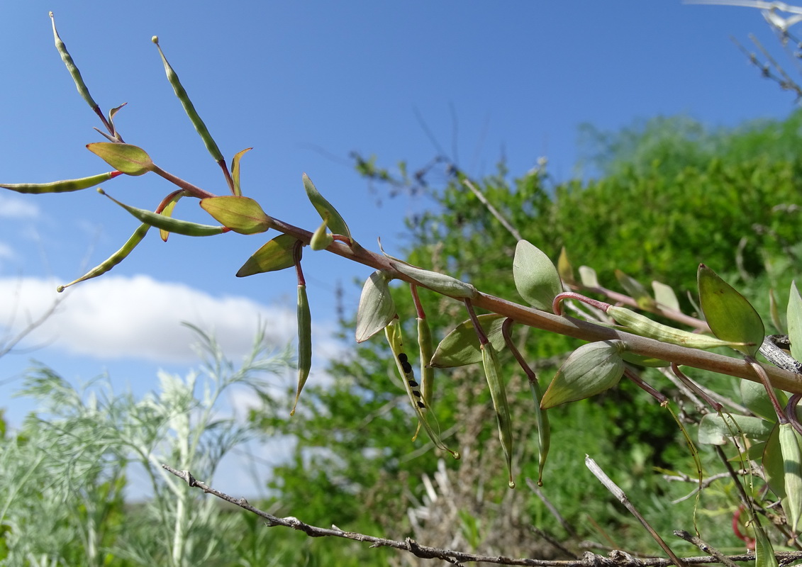 Изображение особи Corydalis schanginii.